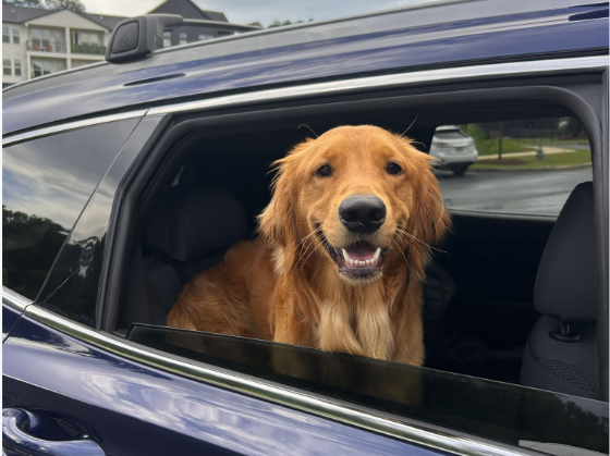 Lucky in the car.