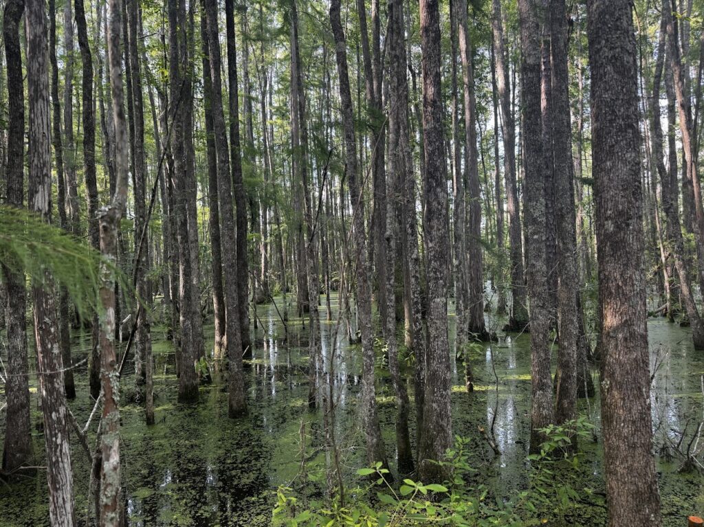 Wild Adventures Swamp