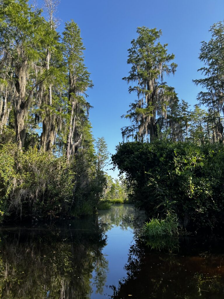 Okefenokee Swamp