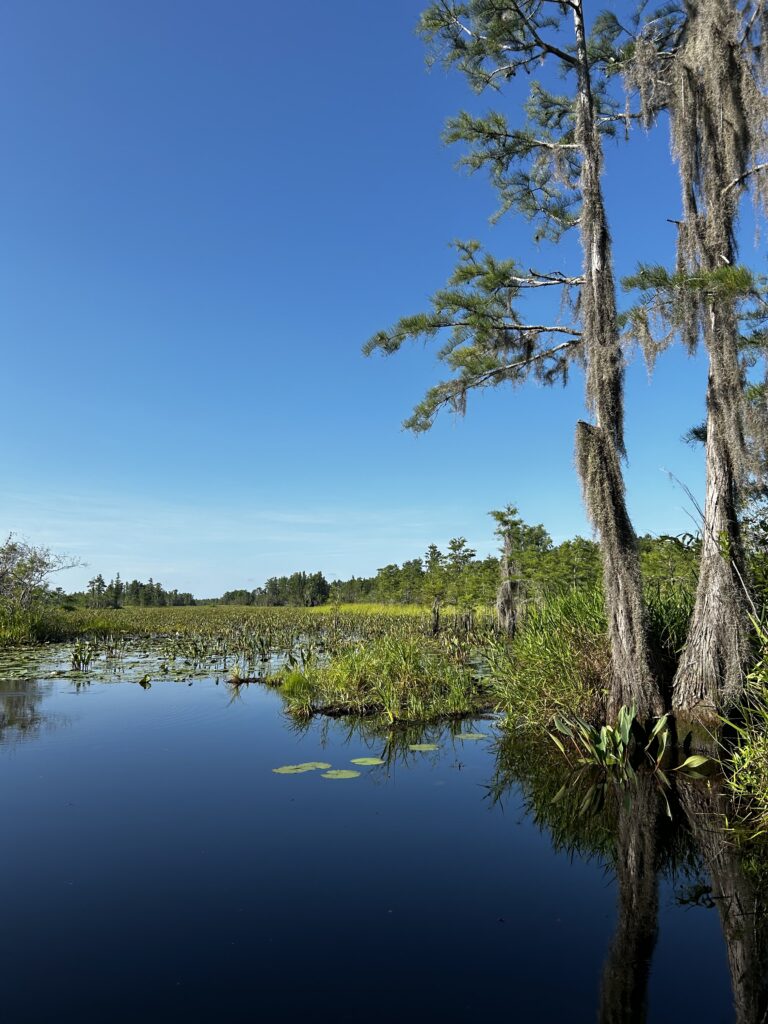 Okefenokee Swamp