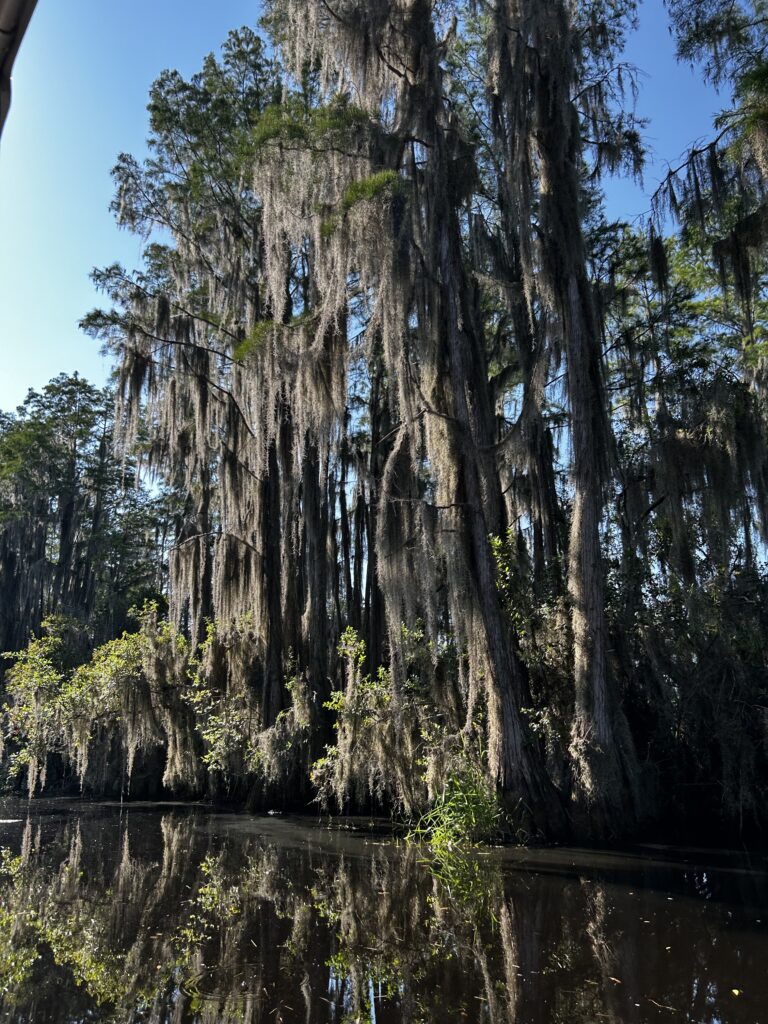 Okefenokee Swamp