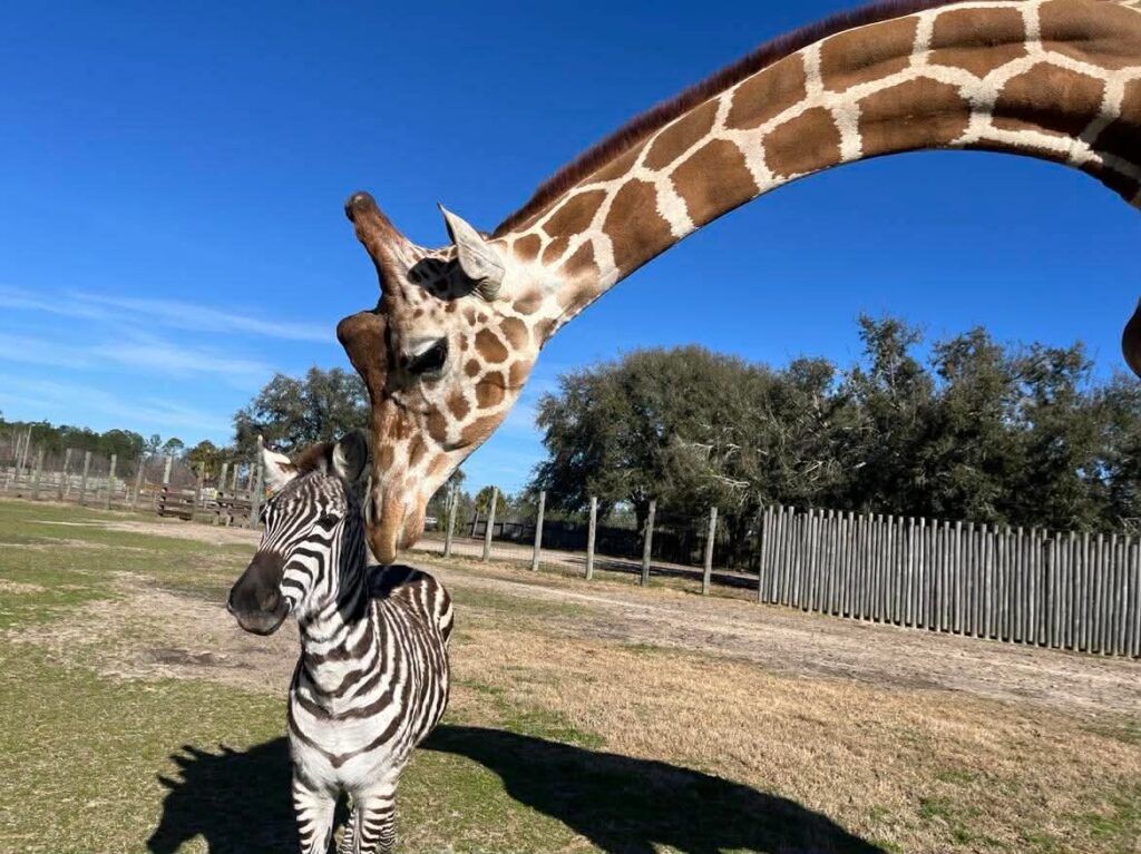 Kurtsie & Bakari 3