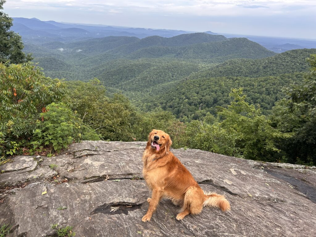 Pet Friendly