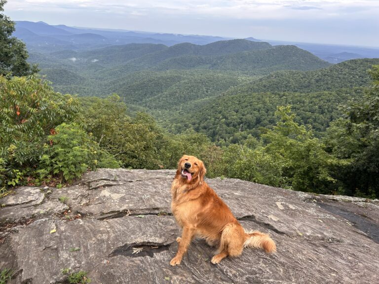 Pet Friendly