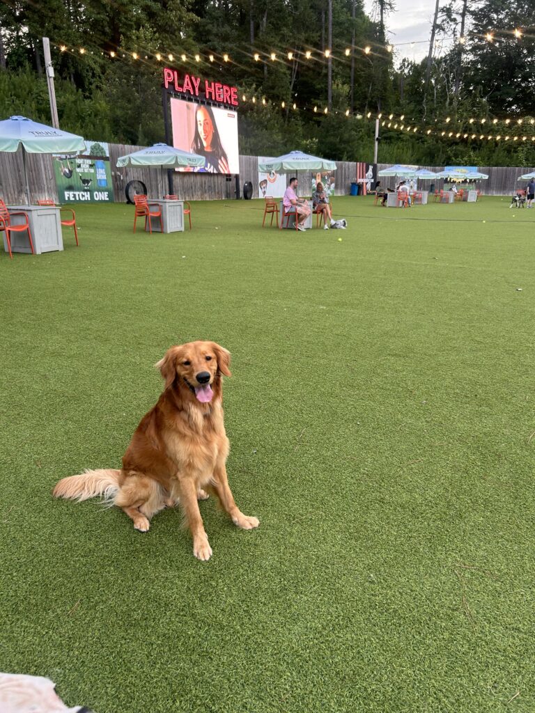 Lucky - Pet Friendly