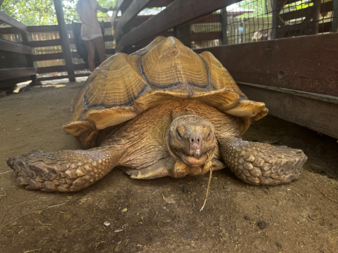 Turtle